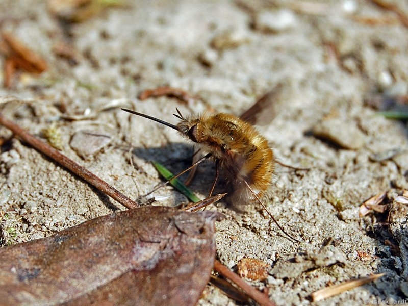 Large Bee Fly (Bombylius major)