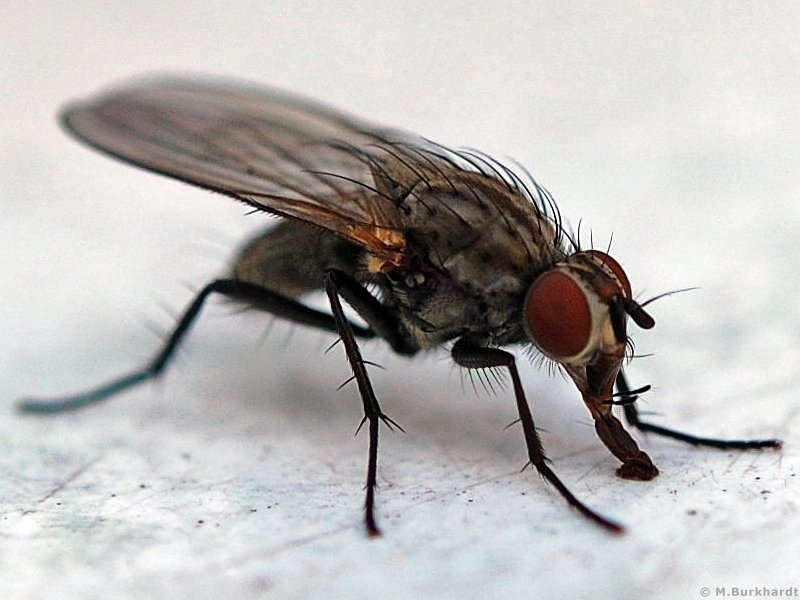 Matrix-Fly