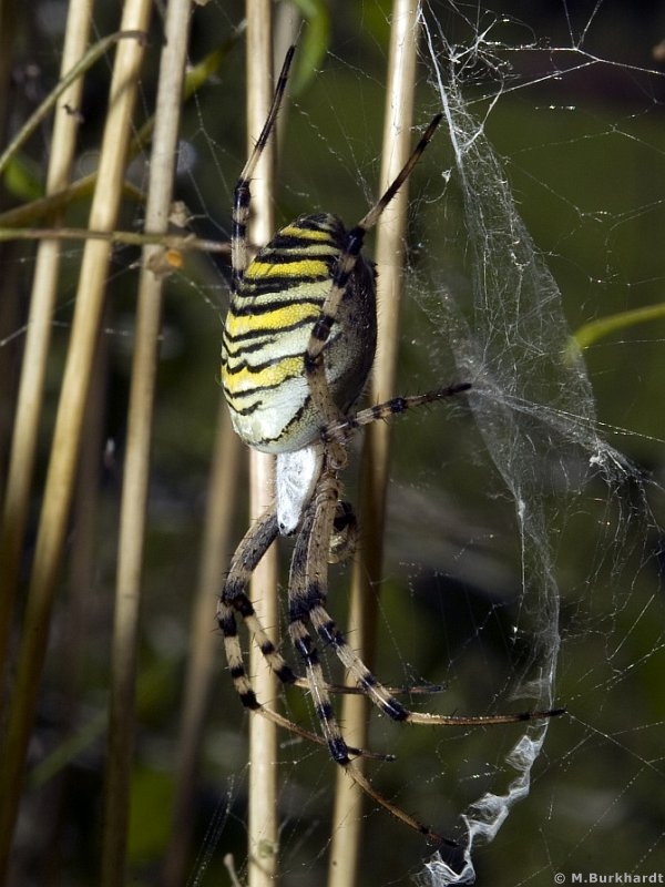 Wasp-Spider