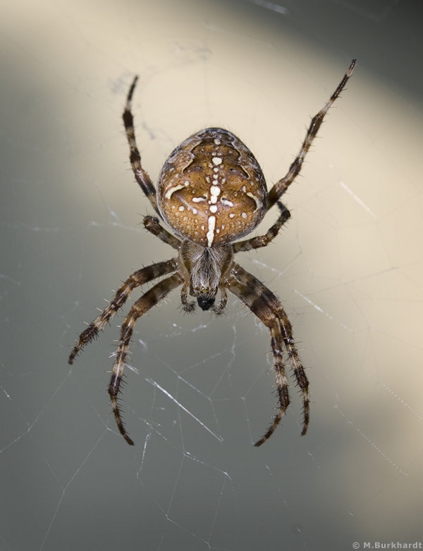 European garden spider